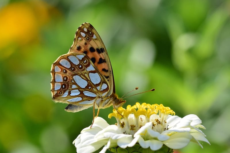 Summer garden ideas